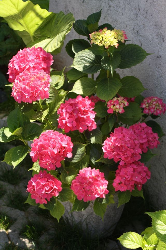 hortenzija